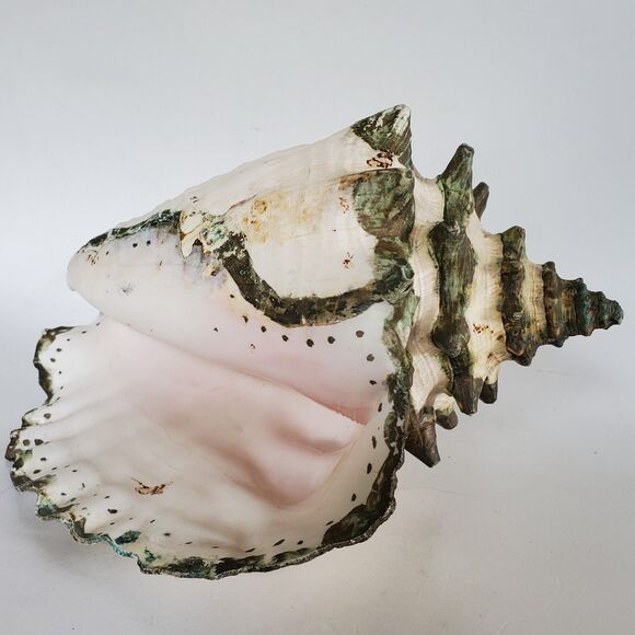 60s Lg Natural Queen Conch Seashell 12"x9"x6.5" Coral Pink Handpainted Vtg Shell - Picture 5 of 16